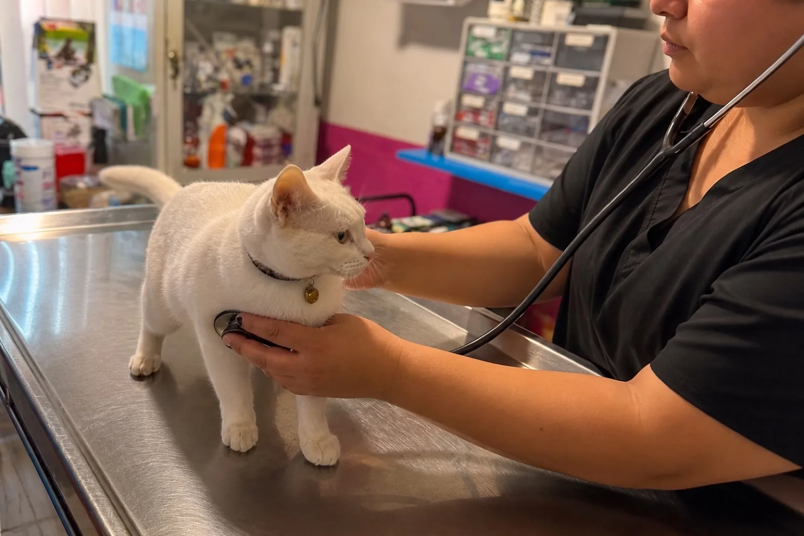 Doctora veterinaria revisando a un gato en Clínica Ángel's