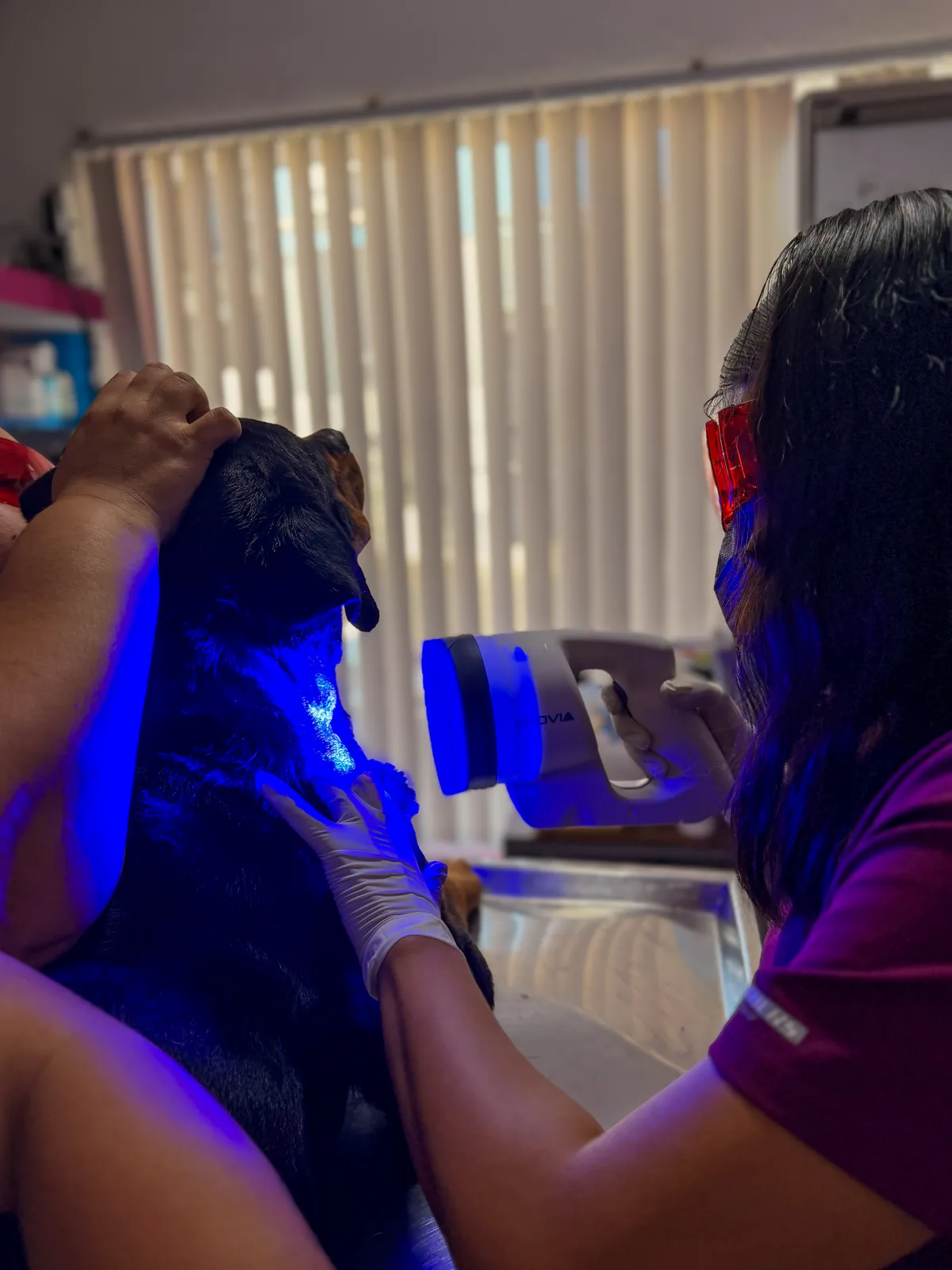 Tratamiento láser y cuidado de piel en veterinaria