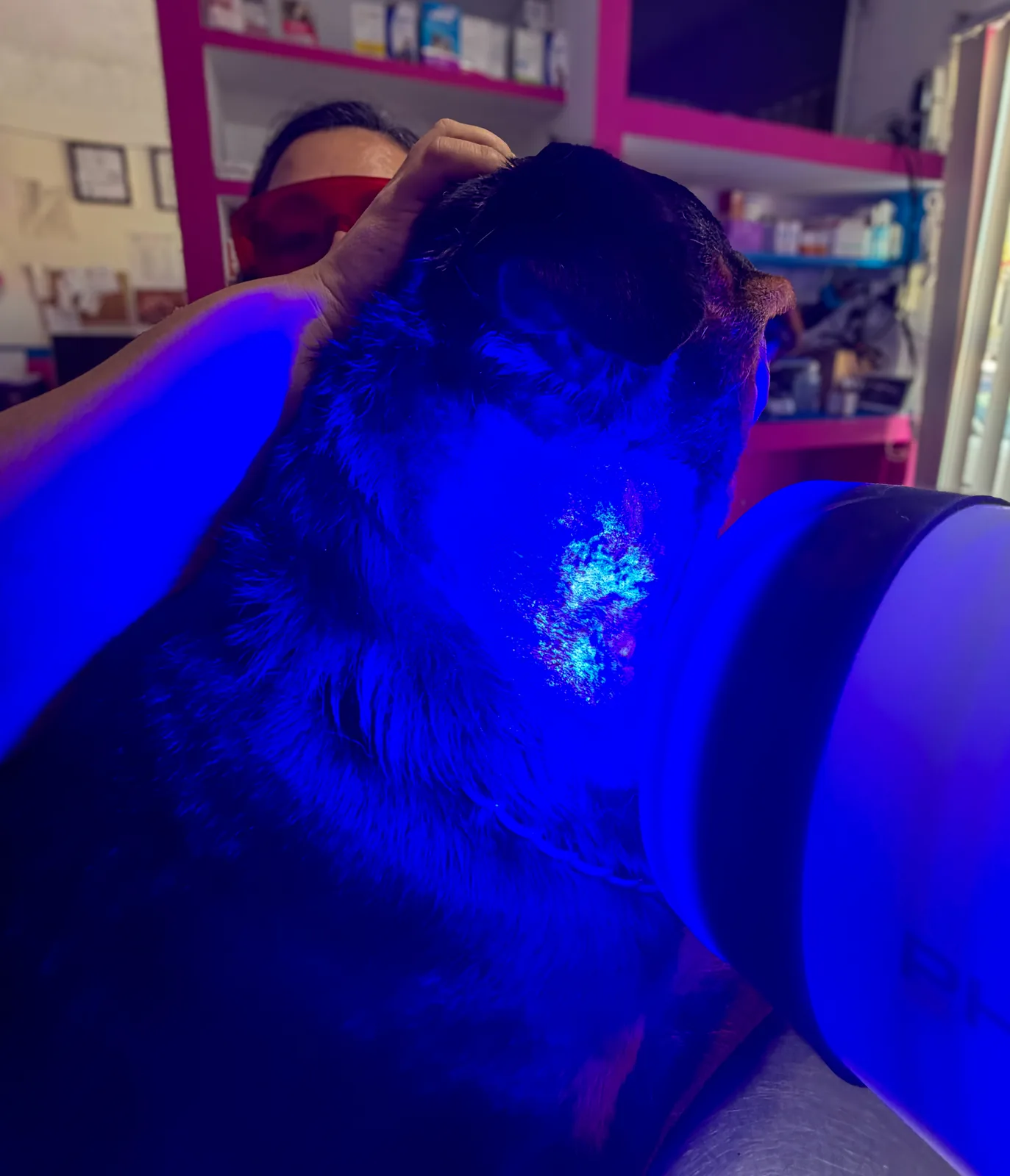 Terapia Phovia para regeneración tisular en mascotas